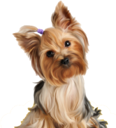 dog-1