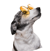 dog_img2