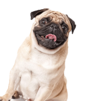 hm3_hero1_dog3