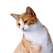 hm3_hero2_cat1