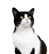 hm3_hero2_cat2