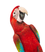 hero3_bird1