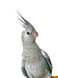 hero3_bird2