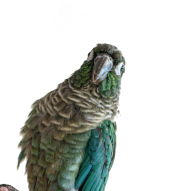 hero3_bird4